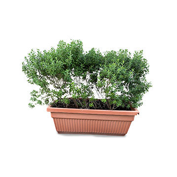 Leucophyllum Hedge